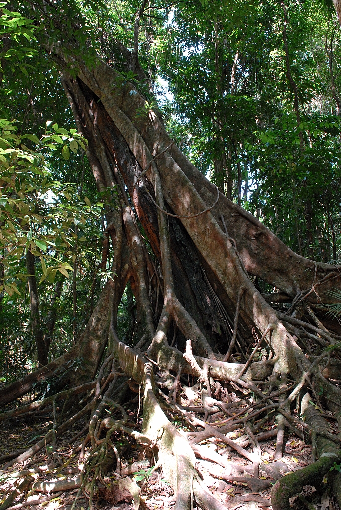 1001 Mossman Gorge.jpg